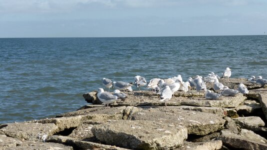 Water rocky pier seagulls photo