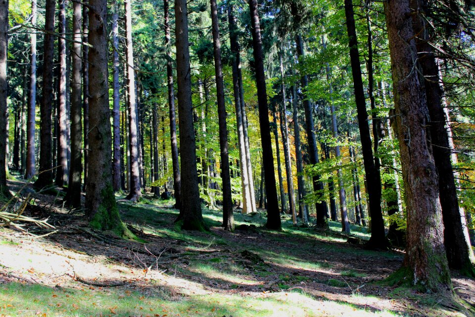 Mountains fir tree sunny