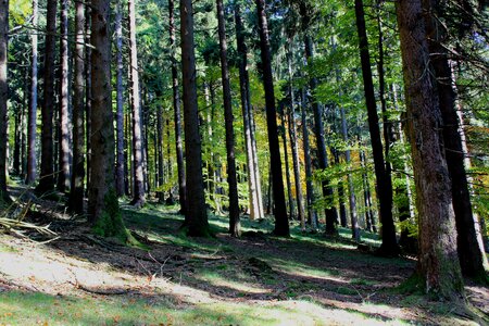 Mountains fir tree sunny