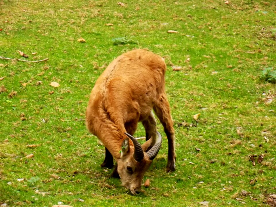 Animals mammal zoo
