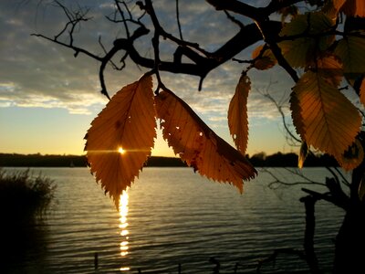 Leaves in the autumn golden autumn forest photo