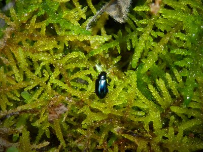 Bright green moss small