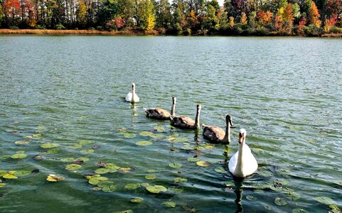 Parents water autumn