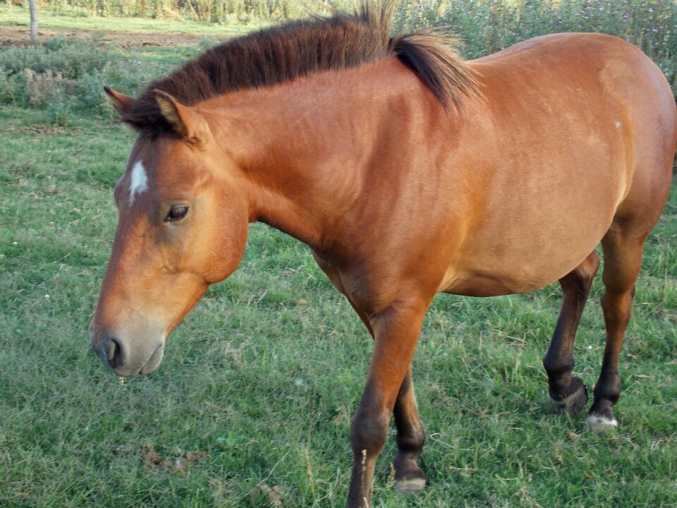Animals nature love animals
