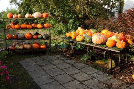 Halloween species pumpkin species