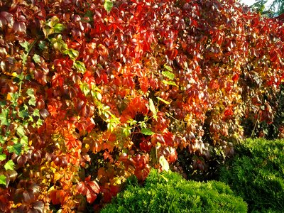Entwine ivy red
