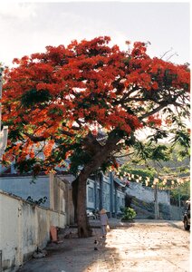 Red flower flameboyan
