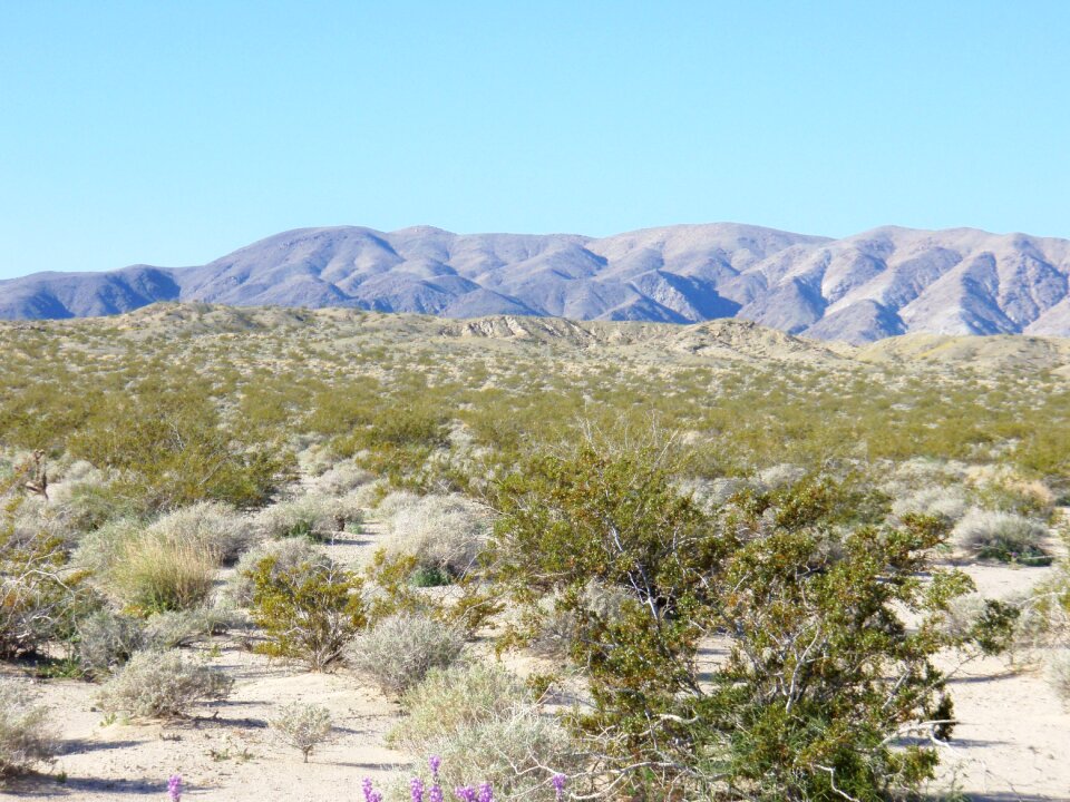 Landscape loneliness plant