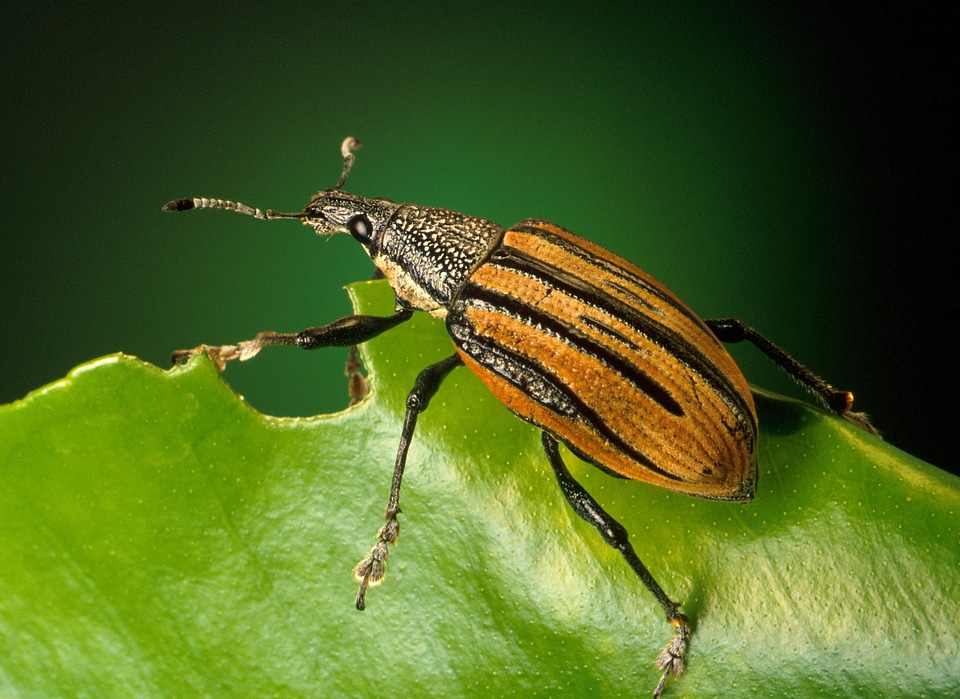 Caribbean insect polyphaga