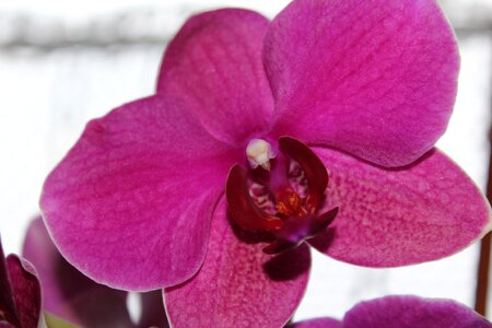 Bloom close up purple flower photo