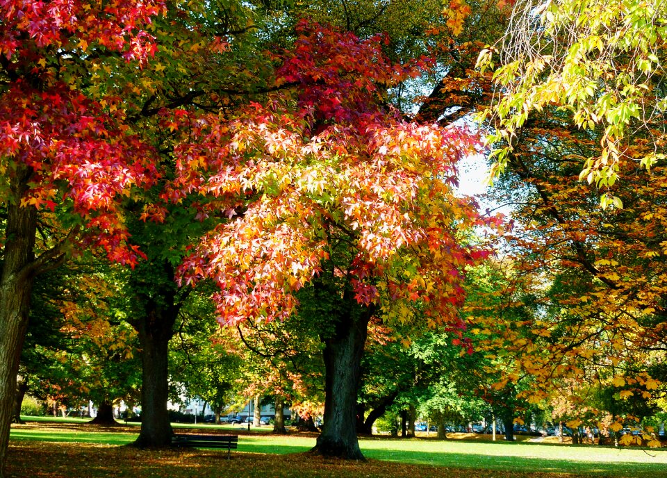 Freshly fallen fall leaves autumn