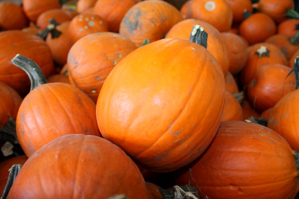 Autumn orange vegetables