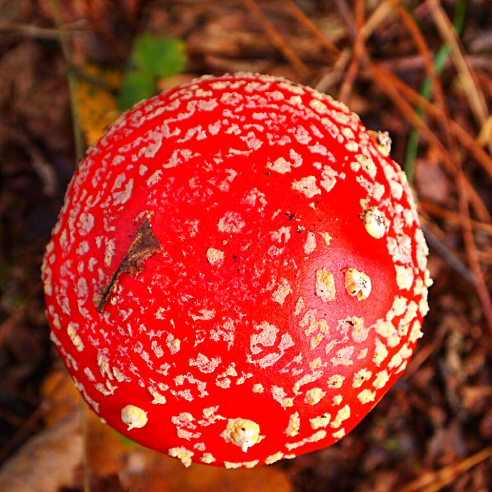 Toxic forest autumn