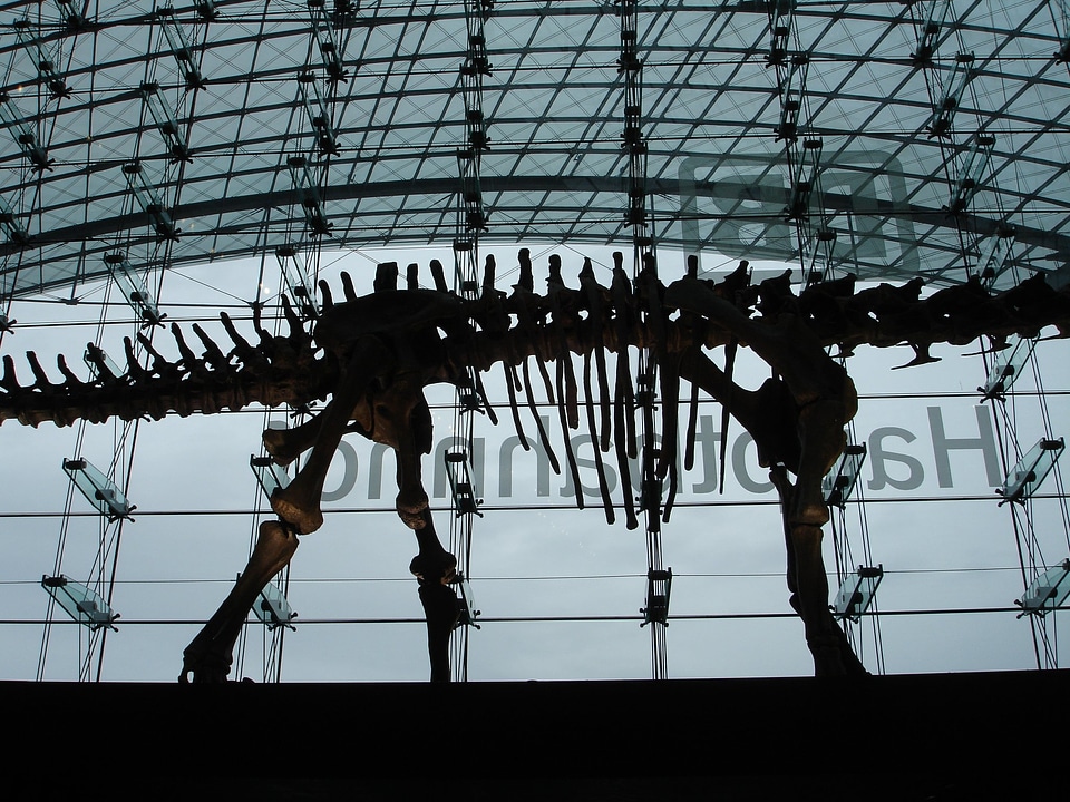 Dinosaur dinosaur skeleton skeleton