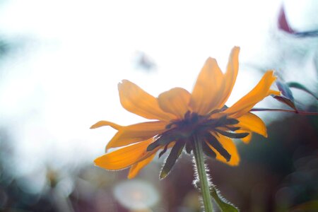 Fog morning news yellow