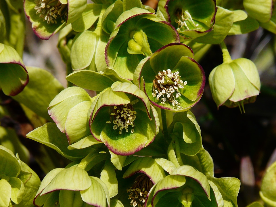 Blossom bloom green flower