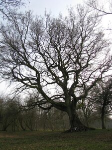 Light canopy old tree photo