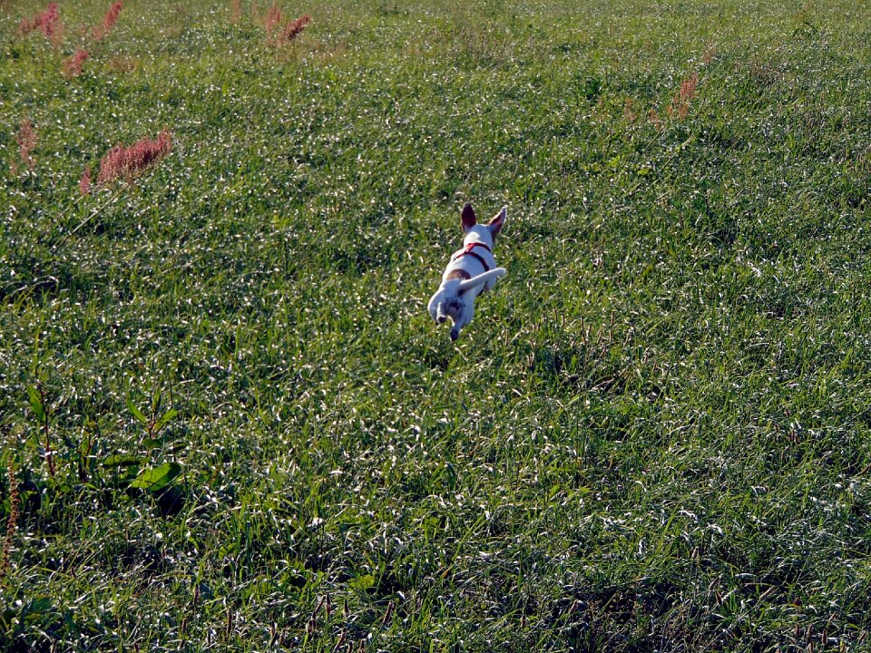 Meadow young dog animal
