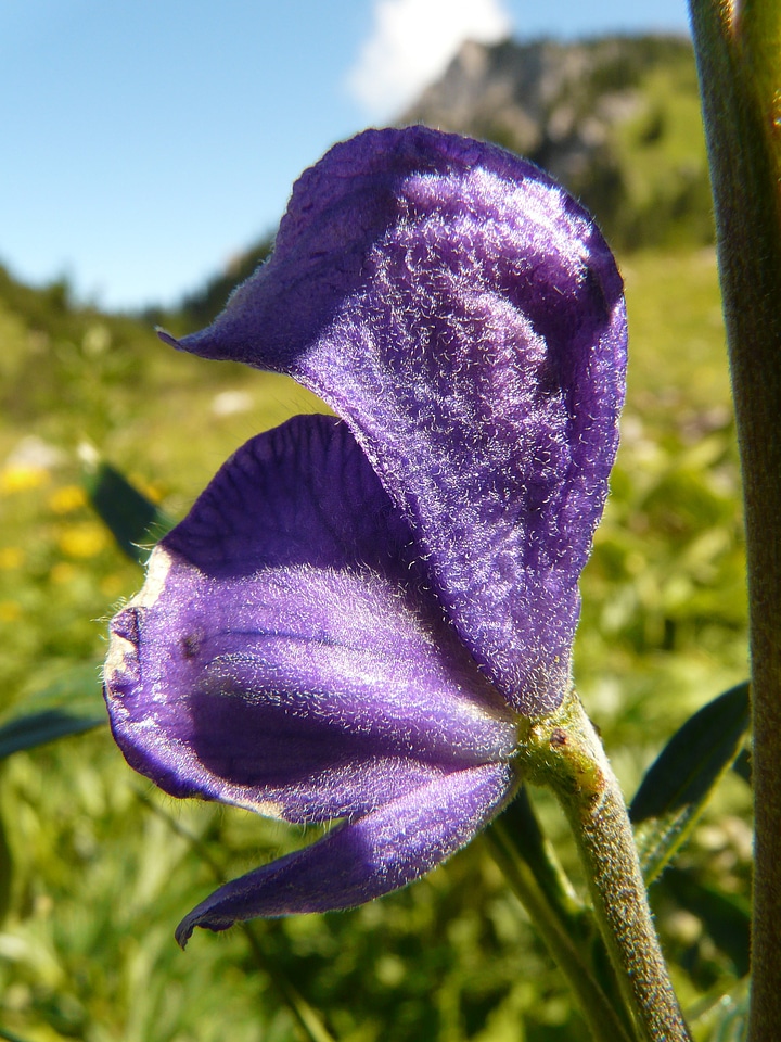 Alpine flower blue colorful