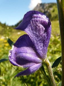 Alpine flower blue colorful photo