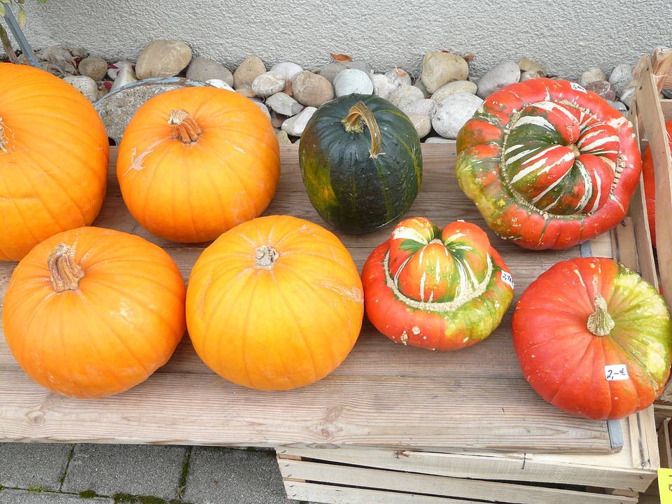 Cucurbita maxima patty pan squash garden pumpkin