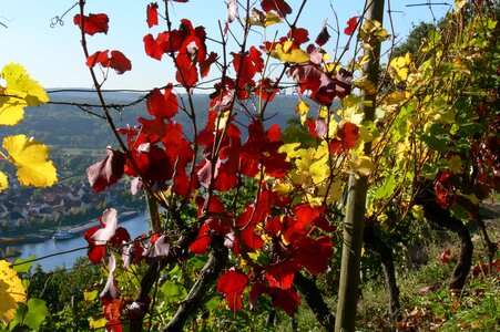 Vines vine emerge
