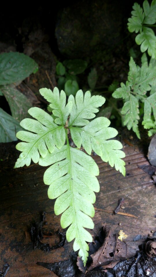 Garden woods nature