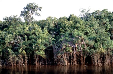 Nature exotic brazil vegetation