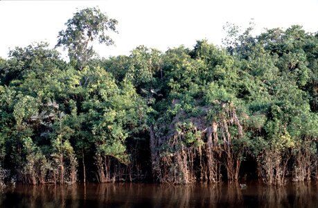 Nature exotic brazil vegetation photo