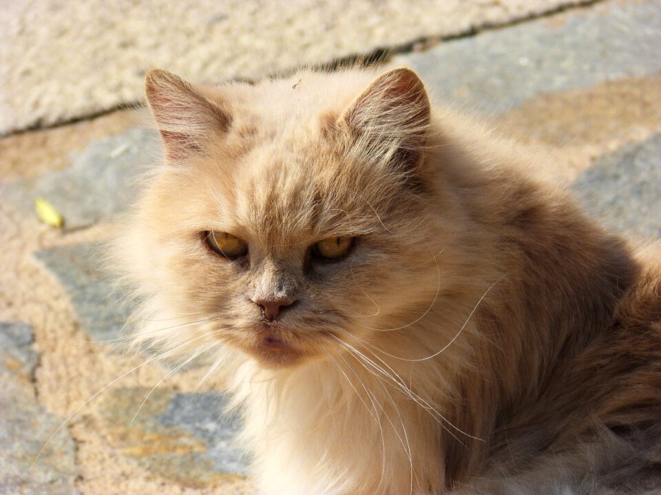 Persian cat look cat
