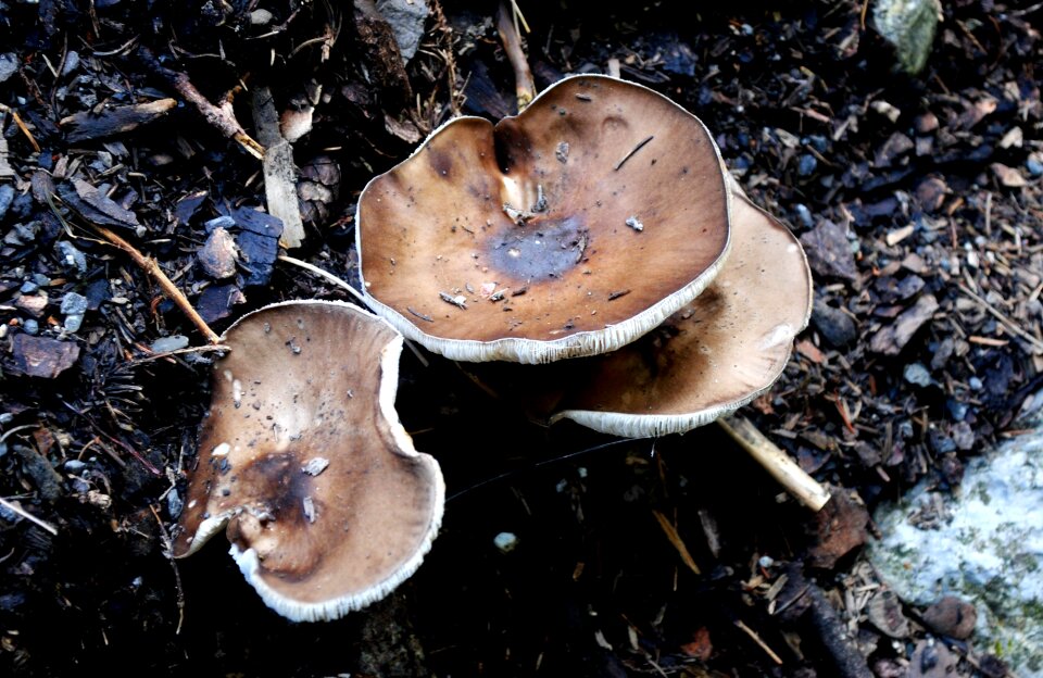Mushroom forest nature
