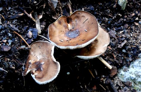 Mushroom forest nature