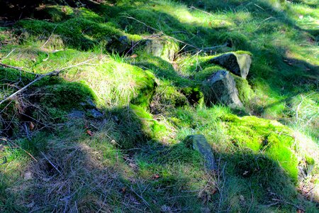 Weave green nature photo