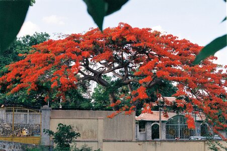 Flameboyan red flower