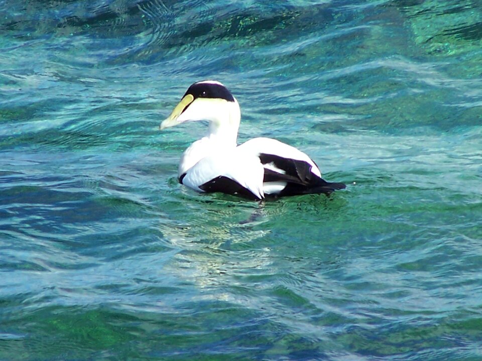 Duck water nature