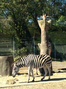 Animal green zoo
