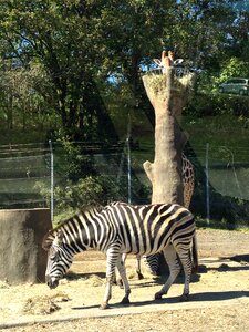 Animal green zoo photo