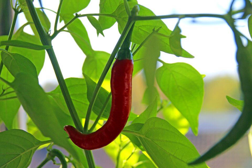 Plant food capsicum