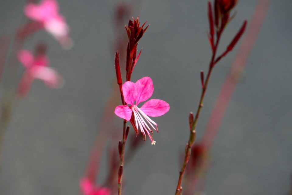 Garden flower pink