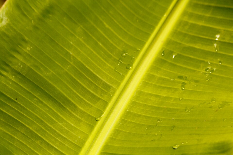 Green leaves nature tree