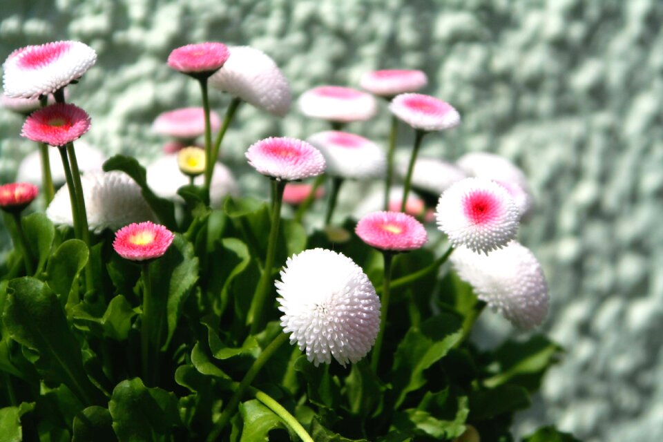 Blossom bloom plant
