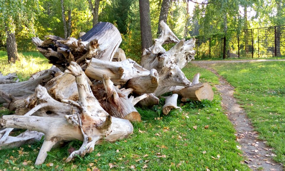 Roots firewood stump