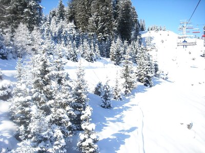 Winter trees spruce