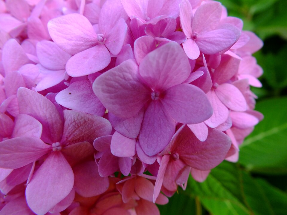 Flower spring bloom