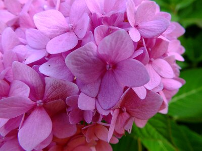 Flower spring bloom