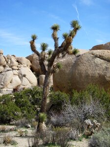Desert plant national park mojave desert