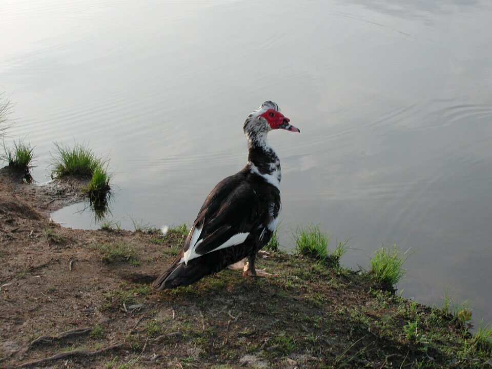 Wildlife water cairina moschata