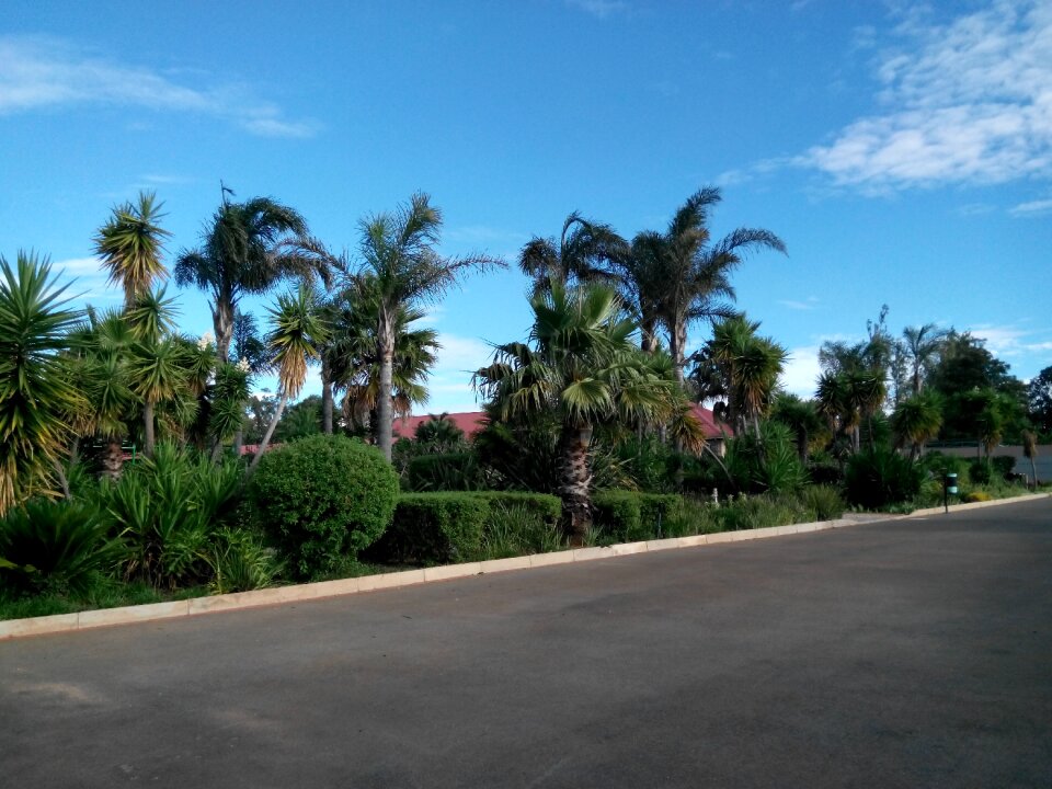 Palm trees street road