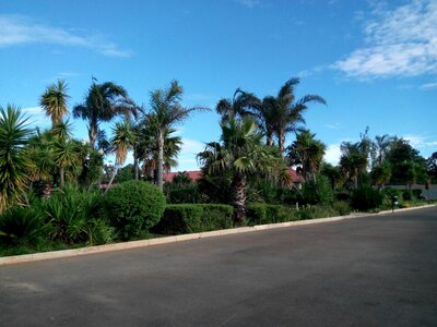 Palm trees street road