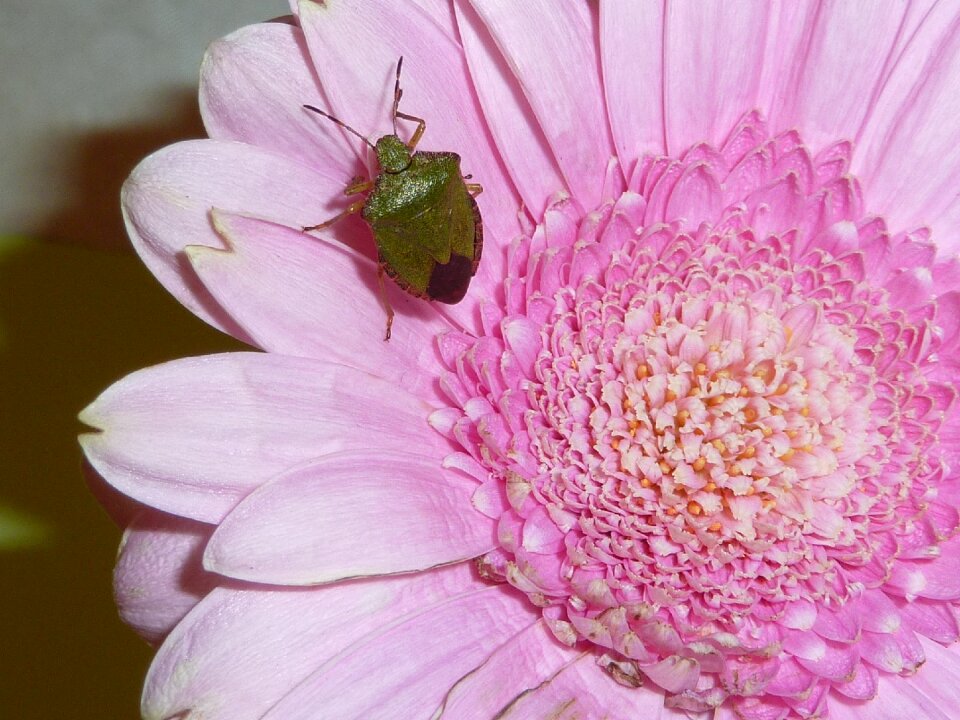 Bug wildlife